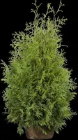 Thuja occidentalis 'Brabant' (Westerse levensboom 'Brabant') - afbeelding 24