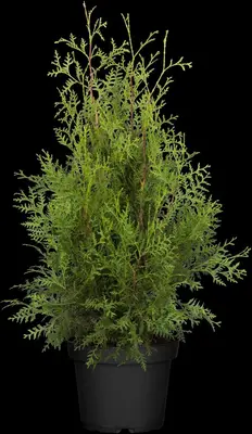Thuja occidentalis 'Brabant' (Westerse levensboom 'Brabant') - afbeelding 12