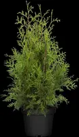 Thuja occidentalis 'Brabant' (Westerse levensboom 'Brabant') - afbeelding 12