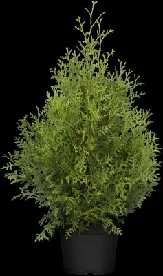 Thuja occidentalis 'Brabant' (Westerse levensboom 'Brabant') - afbeelding 13