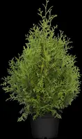 Thuja occidentalis 'Brabant' (Westerse levensboom 'Brabant') - afbeelding 13