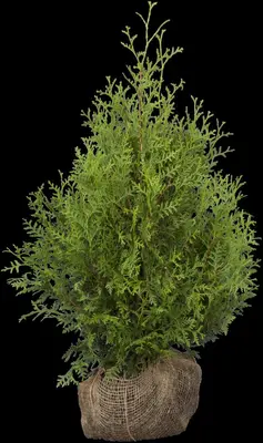 Thuja occidentalis 'Brabant' (Westerse levensboom 'Brabant') - afbeelding 23