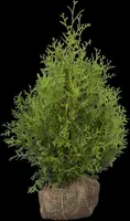 Thuja occidentalis 'Brabant' (Westerse levensboom 'Brabant') - afbeelding 23