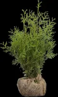 Thuja occidentalis 'Brabant' (Westerse levensboom 'Brabant') - afbeelding 22