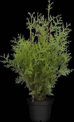 Thuja occidentalis 'Brabant' (Westerse levensboom 'Brabant') - afbeelding 14