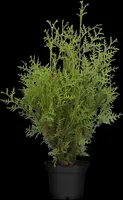 Thuja occidentalis 'Brabant' (Westerse levensboom 'Brabant') - afbeelding 14