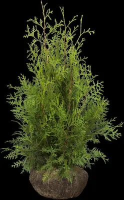 Thuja occidentalis 'Brabant' (Westerse levensboom 'Brabant') - afbeelding 21