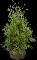 Thuja occidentalis 'Brabant' (Westerse levensboom 'Brabant') - afbeelding 21