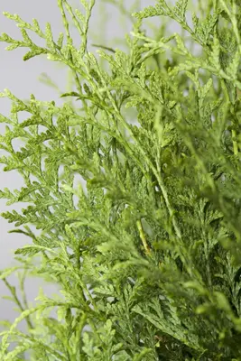 Thuja occidentalis 'Brabant' (Westerse levensboom 'Brabant') - afbeelding 2
