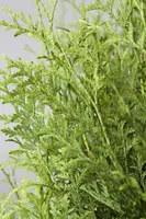 Thuja occidentalis 'Brabant' (Westerse levensboom 'Brabant') - afbeelding 2