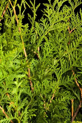 Thuja occidentalis 'Brabant' (Westerse levensboom 'Brabant') - afbeelding 4