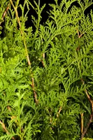 Thuja occidentalis 'Brabant' (Westerse levensboom 'Brabant') - afbeelding 4
