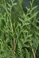Thuja occidentalis 'Brabant' (Westerse levensboom 'Brabant') - afbeelding 9