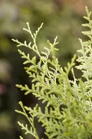Thuja occidentalis 'Brabant' (Westerse levensboom 'Brabant') - afbeelding 10
