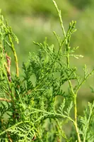 Thuja occidentalis 'Brabant' (Westerse levensboom 'Brabant') - afbeelding 27
