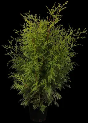 Thuja occidentalis 'Brabant' (Westerse levensboom 'Brabant') - afbeelding 1