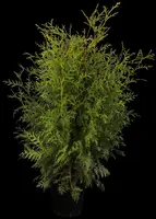 Thuja occidentalis 'Brabant' (Westerse levensboom 'Brabant') - afbeelding 1