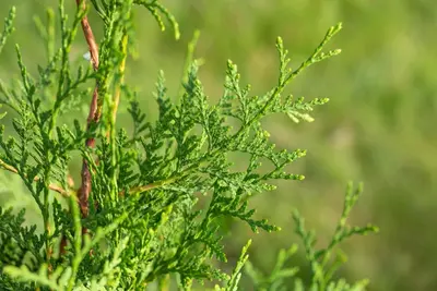 Thuja occidentalis 'Brabant' (Westerse levensboom 'Brabant') - afbeelding 28
