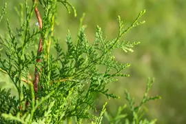 Thuja occidentalis 'Brabant' (Westerse levensboom 'Brabant') - afbeelding 28