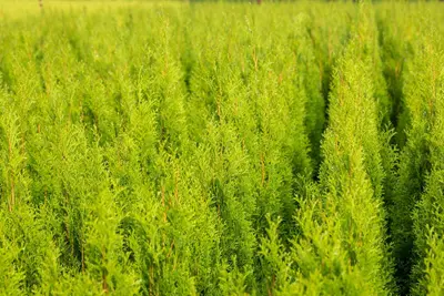 Thuja occidentalis 'Brabant' (Westerse levensboom 'Brabant') - afbeelding 29