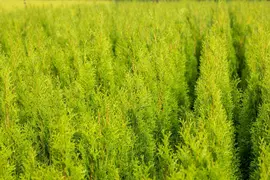 Thuja occidentalis 'Brabant' (Westerse levensboom 'Brabant') - afbeelding 29