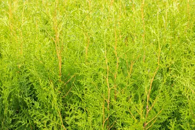 Thuja occidentalis 'Brabant' (Westerse levensboom 'Brabant') - afbeelding 30