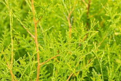Thuja occidentalis 'Brabant' (Westerse levensboom 'Brabant') - afbeelding 31
