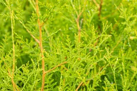 Thuja occidentalis 'Brabant' (Westerse levensboom 'Brabant') - afbeelding 31
