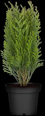 Thuja occidentalis 'Danica' (Westerse levensboom 'Danica') - afbeelding 17
