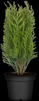 Thuja occidentalis 'Danica' (Westerse levensboom 'Danica') - afbeelding 17