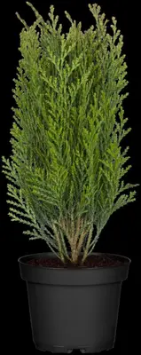 Thuja occidentalis 'Danica' (Westerse levensboom 'Danica') - afbeelding 16