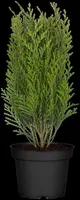 Thuja occidentalis 'Danica' (Westerse levensboom 'Danica') - afbeelding 16