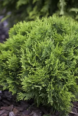 Thuja occidentalis 'Danica' (Westerse levensboom 'Danica') - afbeelding 5