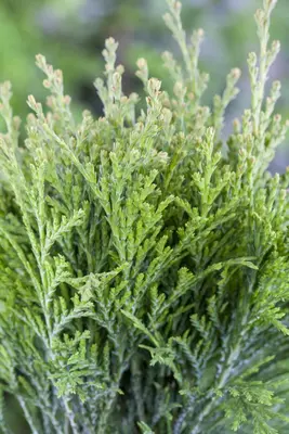 Thuja occidentalis 'Danica' (Westerse levensboom 'Danica') - afbeelding 15
