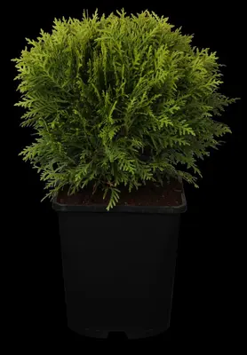 Thuja occidentalis 'Danica' (Westerse levensboom 'Danica') - afbeelding 2