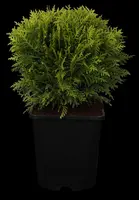 Thuja occidentalis 'Danica' (Westerse levensboom 'Danica') - afbeelding 2