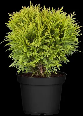Thuja occidentalis 'Danica' (Westerse levensboom 'Danica') - afbeelding 18