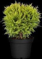 Thuja occidentalis 'Danica' (Westerse levensboom 'Danica') - afbeelding 18