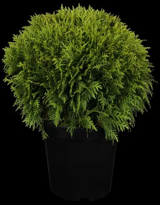 Thuja occidentalis 'Danica' (Westerse levensboom 'Danica') - afbeelding 3