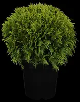 Thuja occidentalis 'Danica' (Westerse levensboom 'Danica') - afbeelding 3