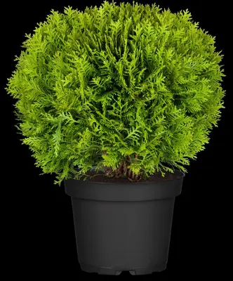 Thuja occidentalis 'Danica' (Westerse levensboom 'Danica') - afbeelding 12