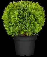 Thuja occidentalis 'Danica' (Westerse levensboom 'Danica') - afbeelding 12
