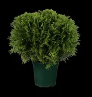 Thuja occidentalis 'Danica' (Westerse levensboom 'Danica') - afbeelding 1