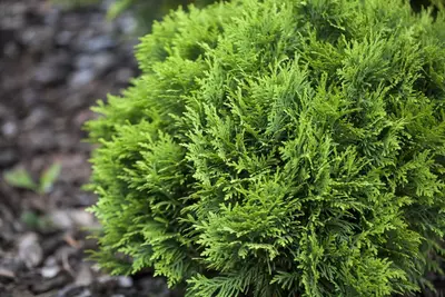 Thuja occidentalis 'Danica' (Westerse levensboom 'Danica') - afbeelding 4