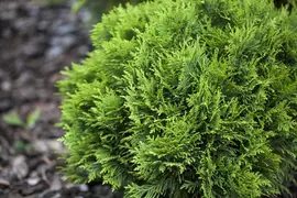 Thuja occidentalis 'Danica' (Westerse levensboom 'Danica') - afbeelding 4