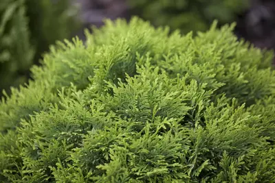Thuja occidentalis 'Danica' (Westerse levensboom 'Danica') - afbeelding 6