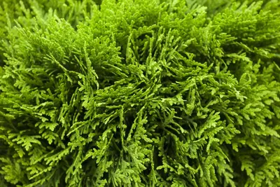 Thuja occidentalis 'Danica' (Westerse levensboom 'Danica') - afbeelding 7