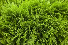 Thuja occidentalis 'Danica' (Westerse levensboom 'Danica') - afbeelding 7