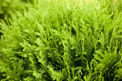 Thuja occidentalis 'Danica' (Westerse levensboom 'Danica') - afbeelding 8