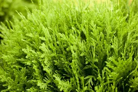 Thuja occidentalis 'Danica' (Westerse levensboom 'Danica') - afbeelding 8